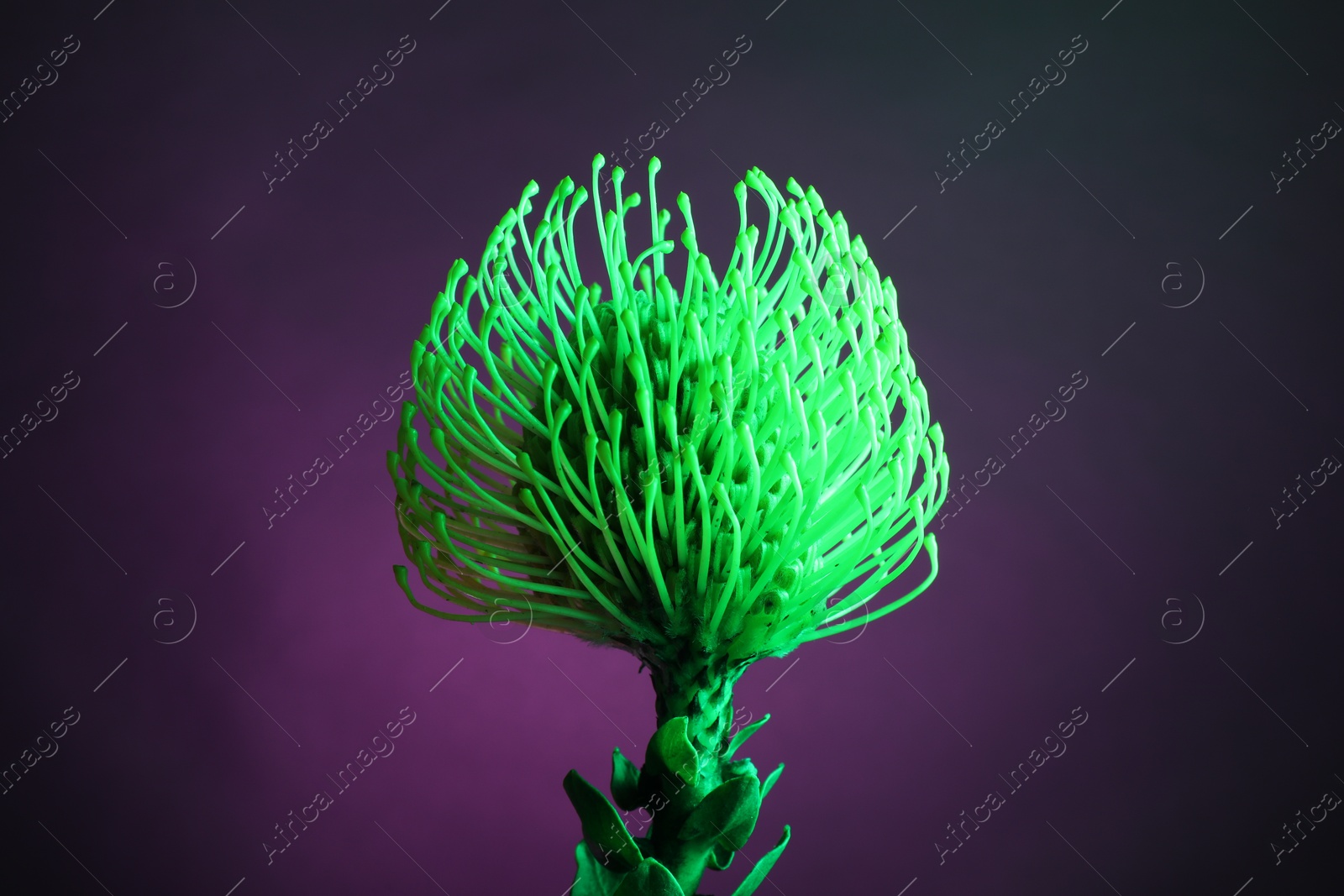 Photo of Beautiful green flower on color background, closeup