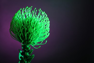 Beautiful green flower on color background, closeup. Space for text