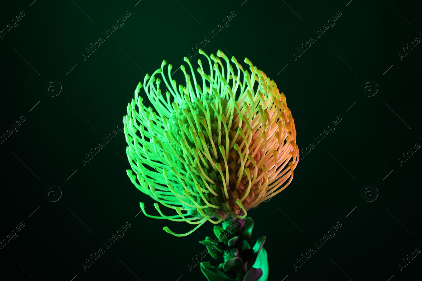 Photo of Beautiful flower on green background, closeup view