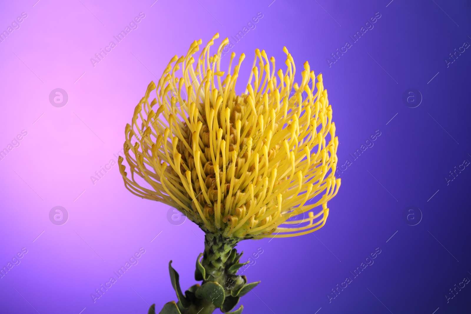 Photo of Beautiful yellow flower on color background, closeup