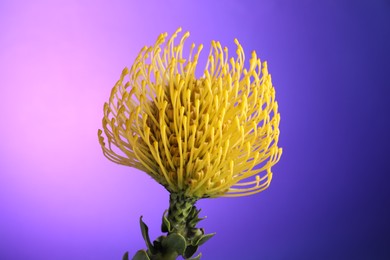 Photo of Beautiful yellow flower on color background, closeup