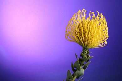 Photo of Beautiful yellow flower on color background, closeup. Space for text