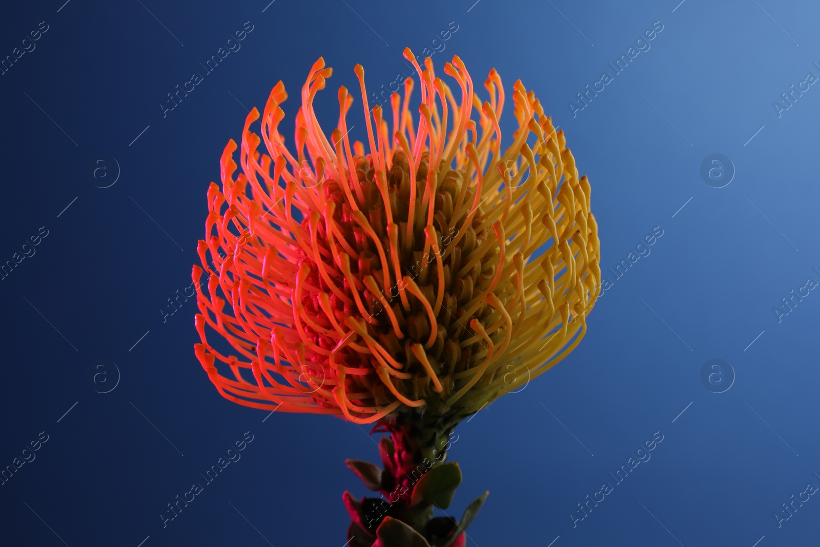 Photo of Beautiful yellow flower on blue background, closeup