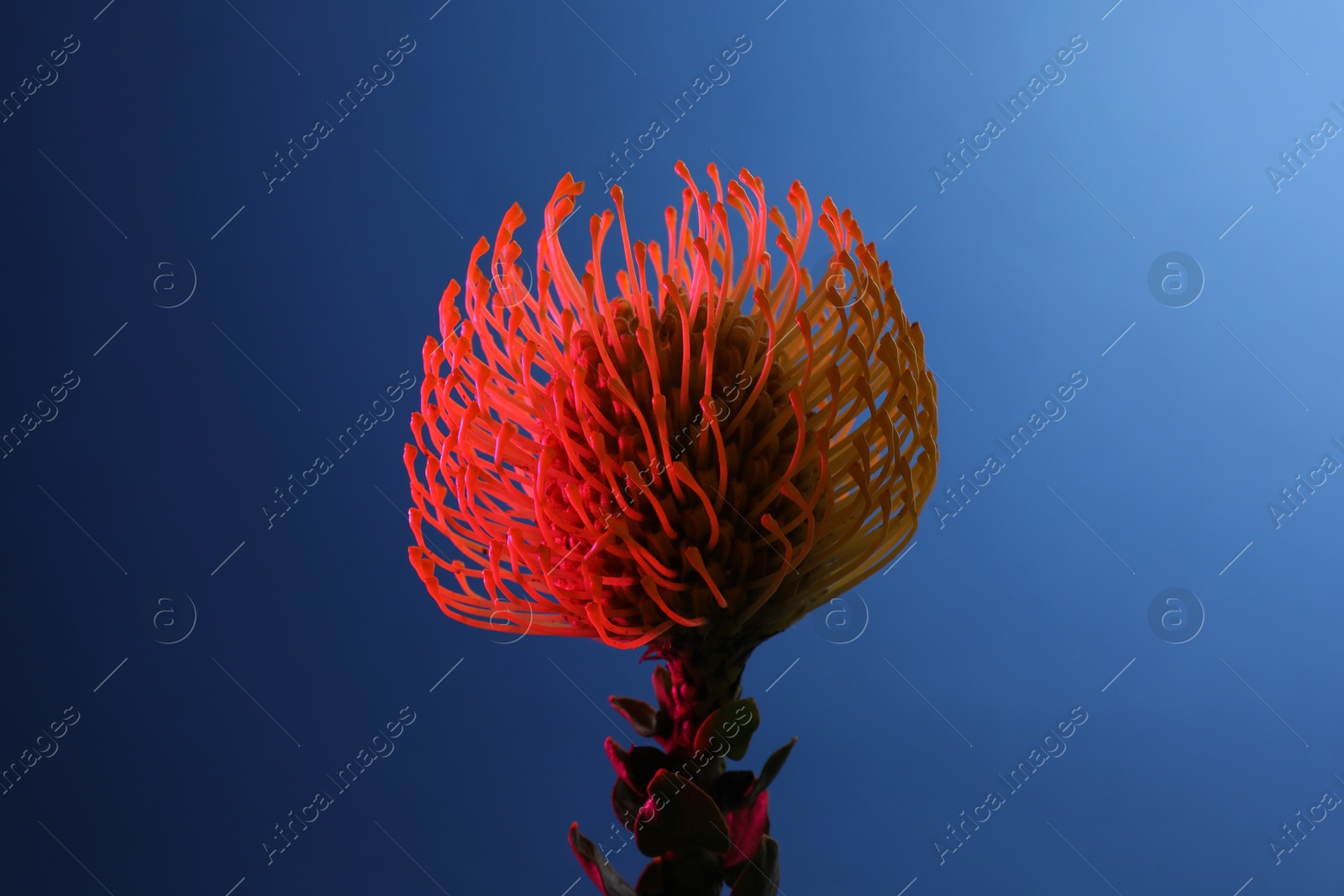 Photo of Beautiful yellow flower on blue background, closeup