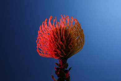 Photo of Beautiful yellow flower on blue background, closeup