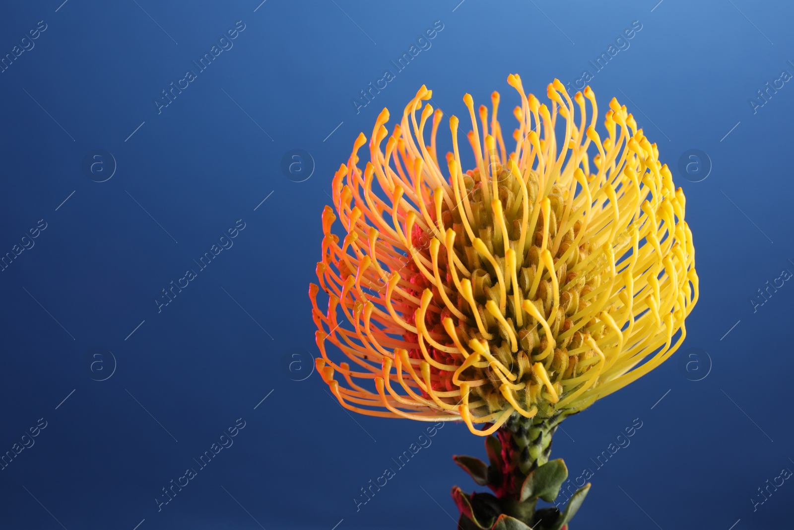 Photo of Beautiful yellow flower on blue background, closeup. Space for text