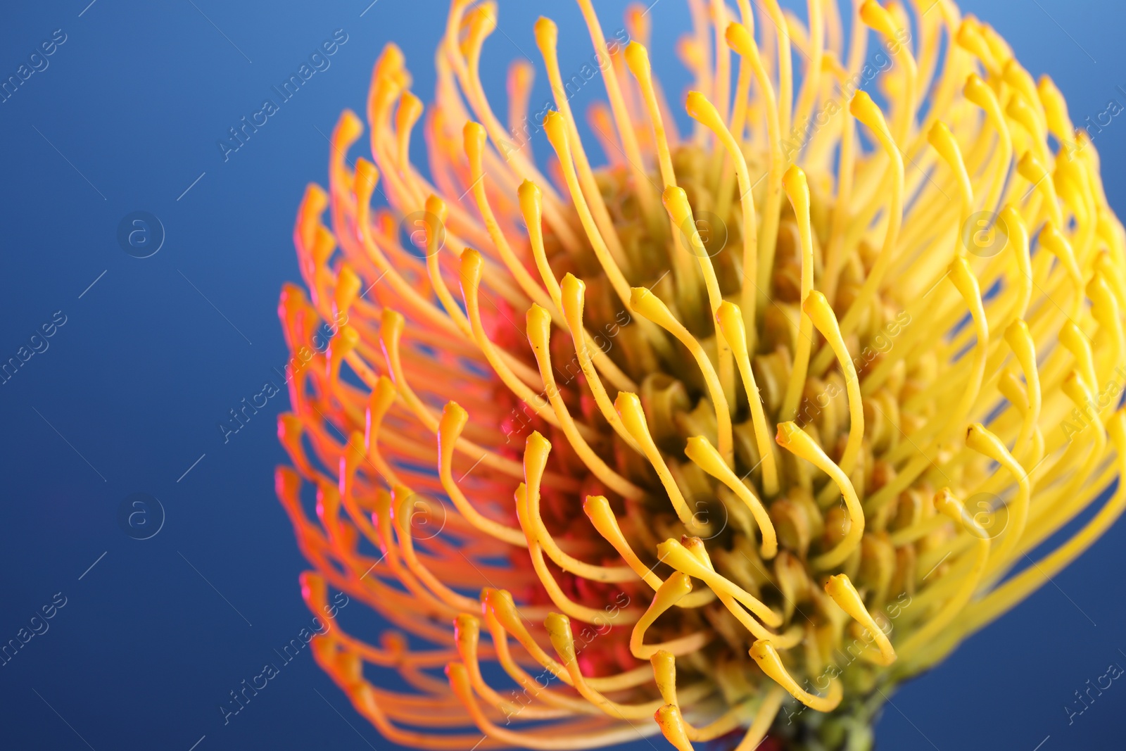 Photo of Beautiful yellow flower on blue background, closeup