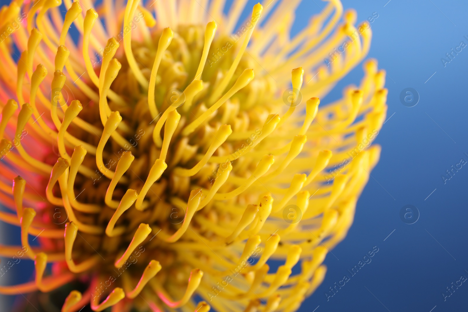 Photo of Beautiful yellow flower on blue background, closeup