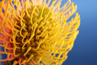 Beautiful yellow flower on blue background, closeup