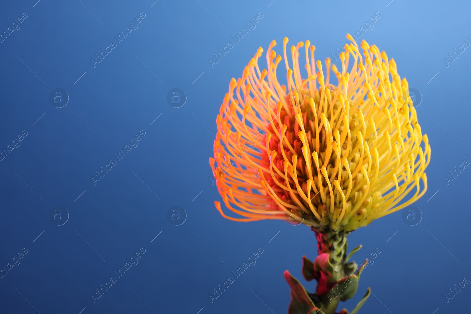 Photo of Beautiful yellow flower on blue background, closeup. Space for text