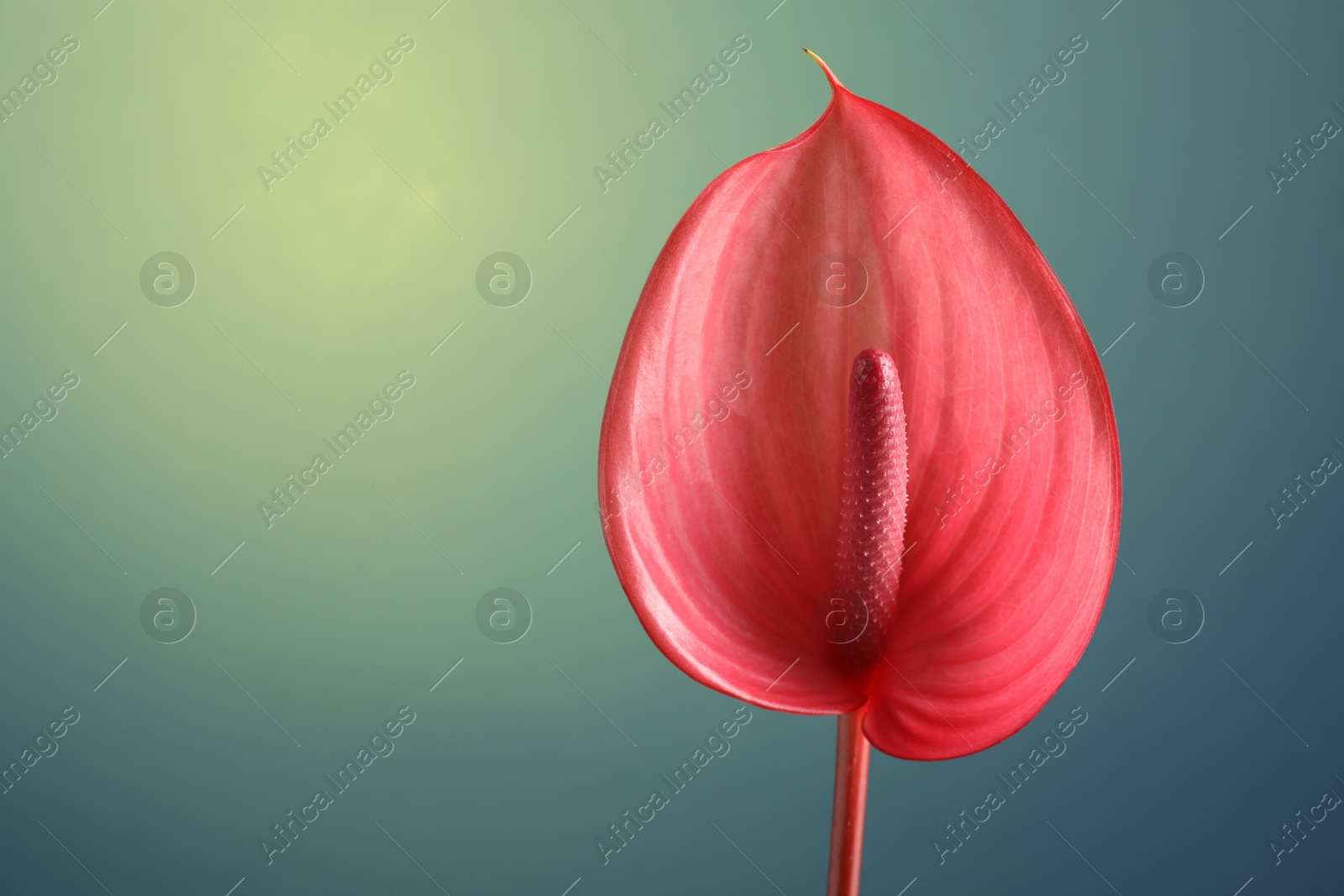 Photo of Beautiful pink tail flower on green background, closeup. Space for text