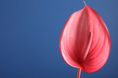 Photo of Beautiful pink tail flower on blue background, closeup. Space for text