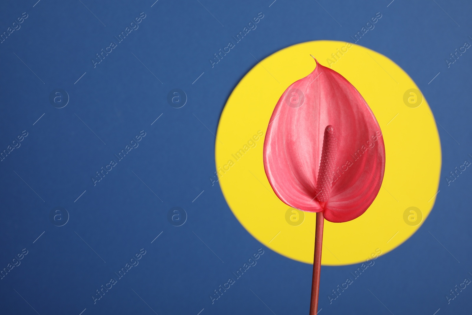 Photo of Beautiful pink tail flower on color background, closeup. Space for text