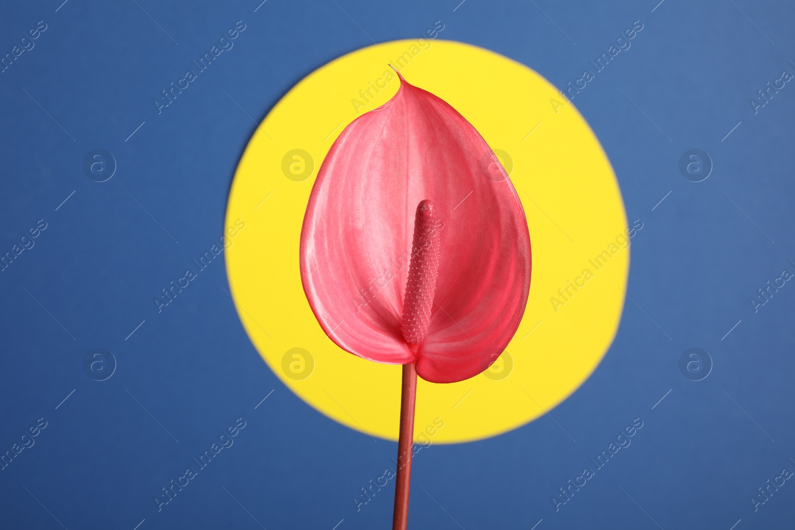 Photo of Beautiful pink tail flower on color background, closeup