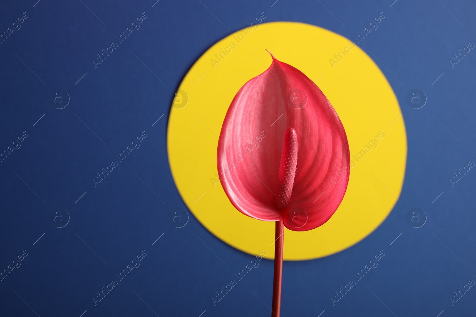 Photo of Beautiful pink tail flower on color background, closeup. Space for text