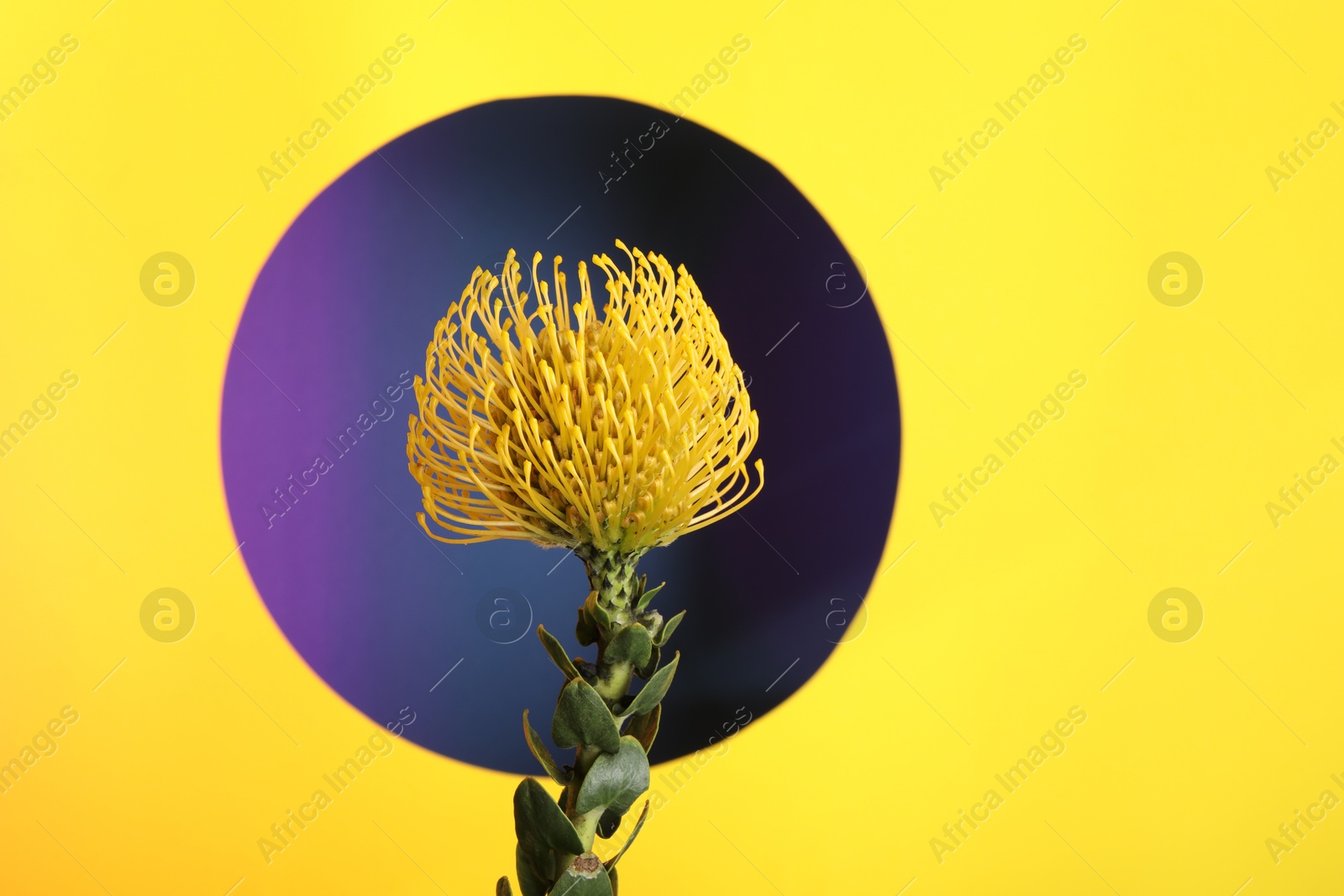 Photo of Beautiful yellow flower on color background, closeup