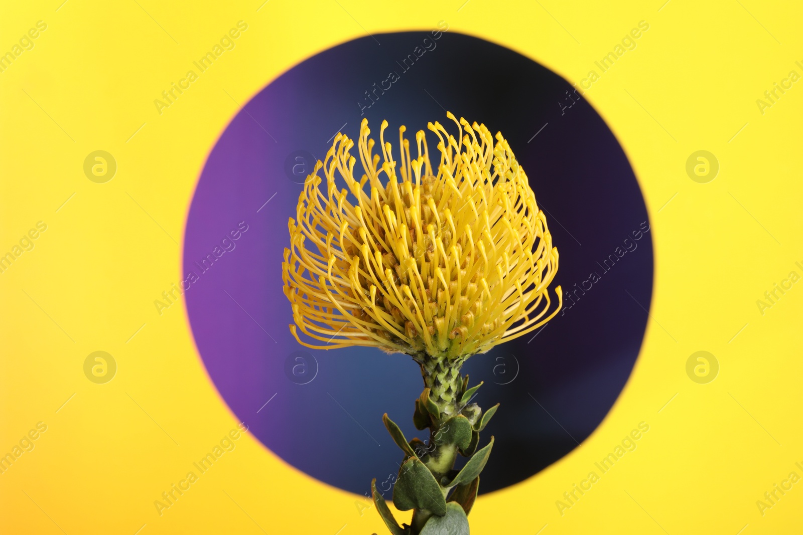 Photo of Beautiful yellow flower on color background, closeup