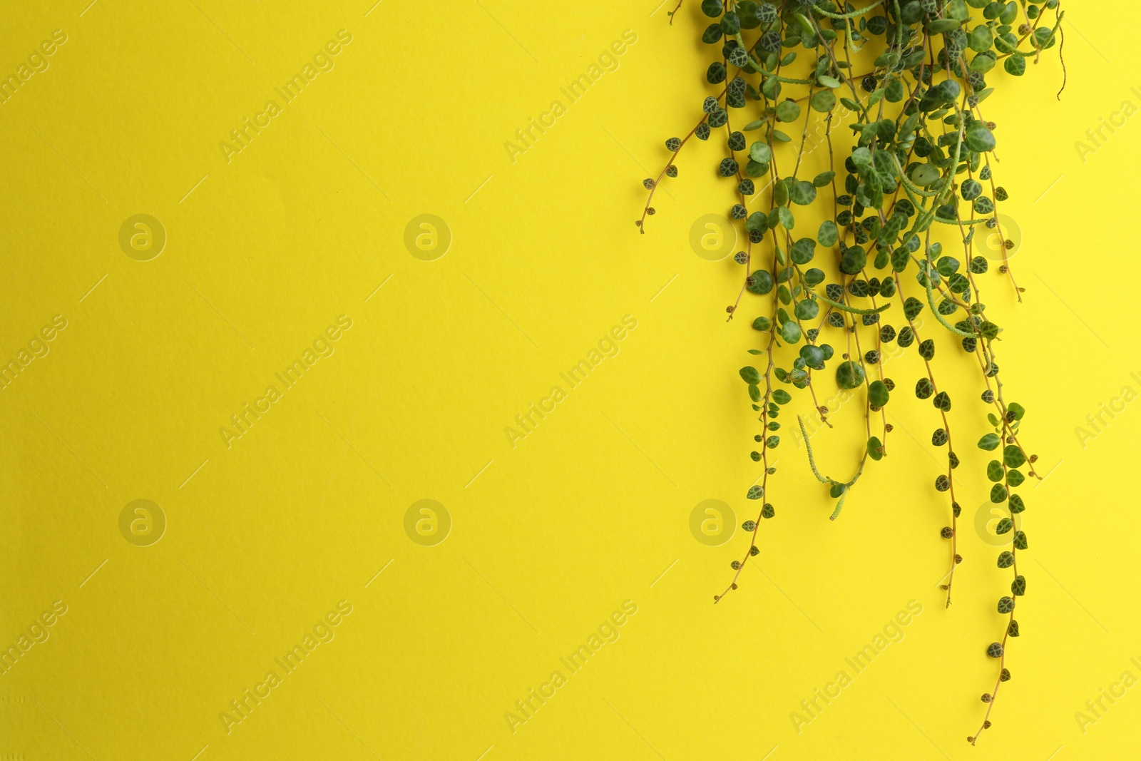 Photo of Plant with green leaves on yellow background, space for text