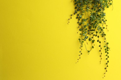 Photo of Plant with green leaves on yellow background, space for text