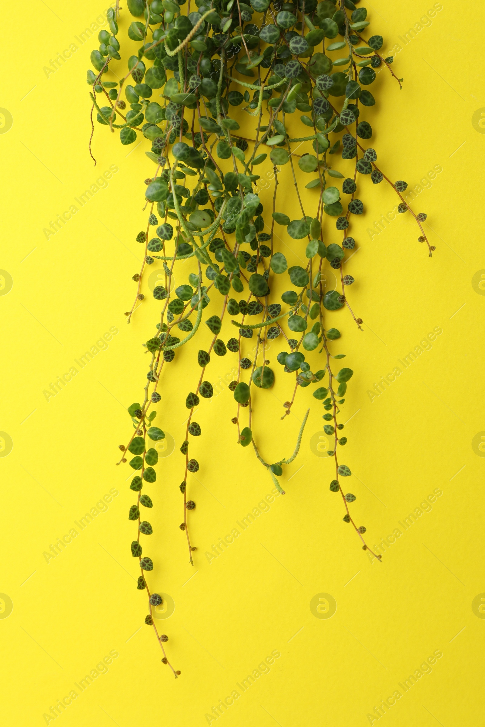 Photo of Plant with green leaves on yellow background