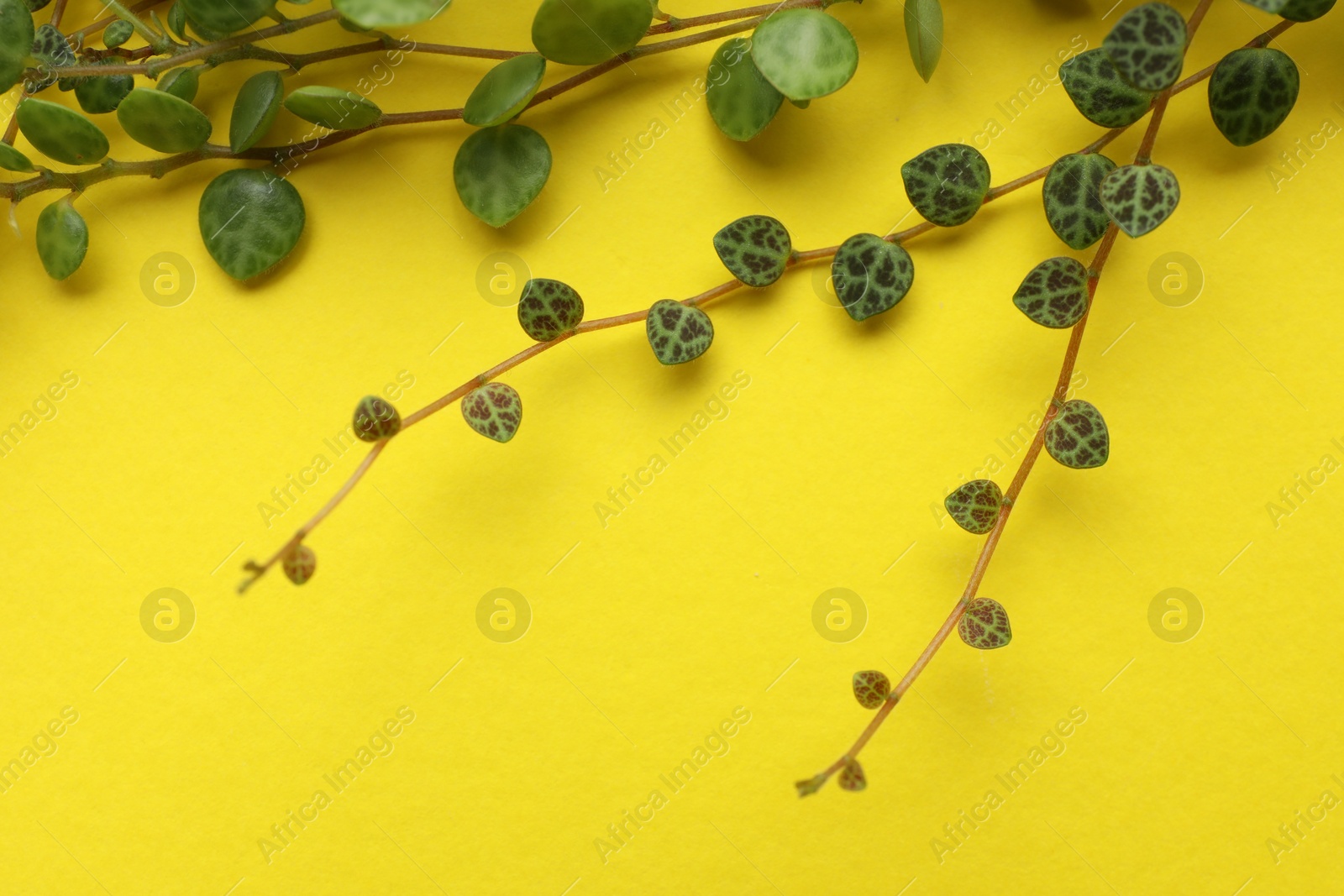 Photo of Plant with green leaves on yellow background. Space for text