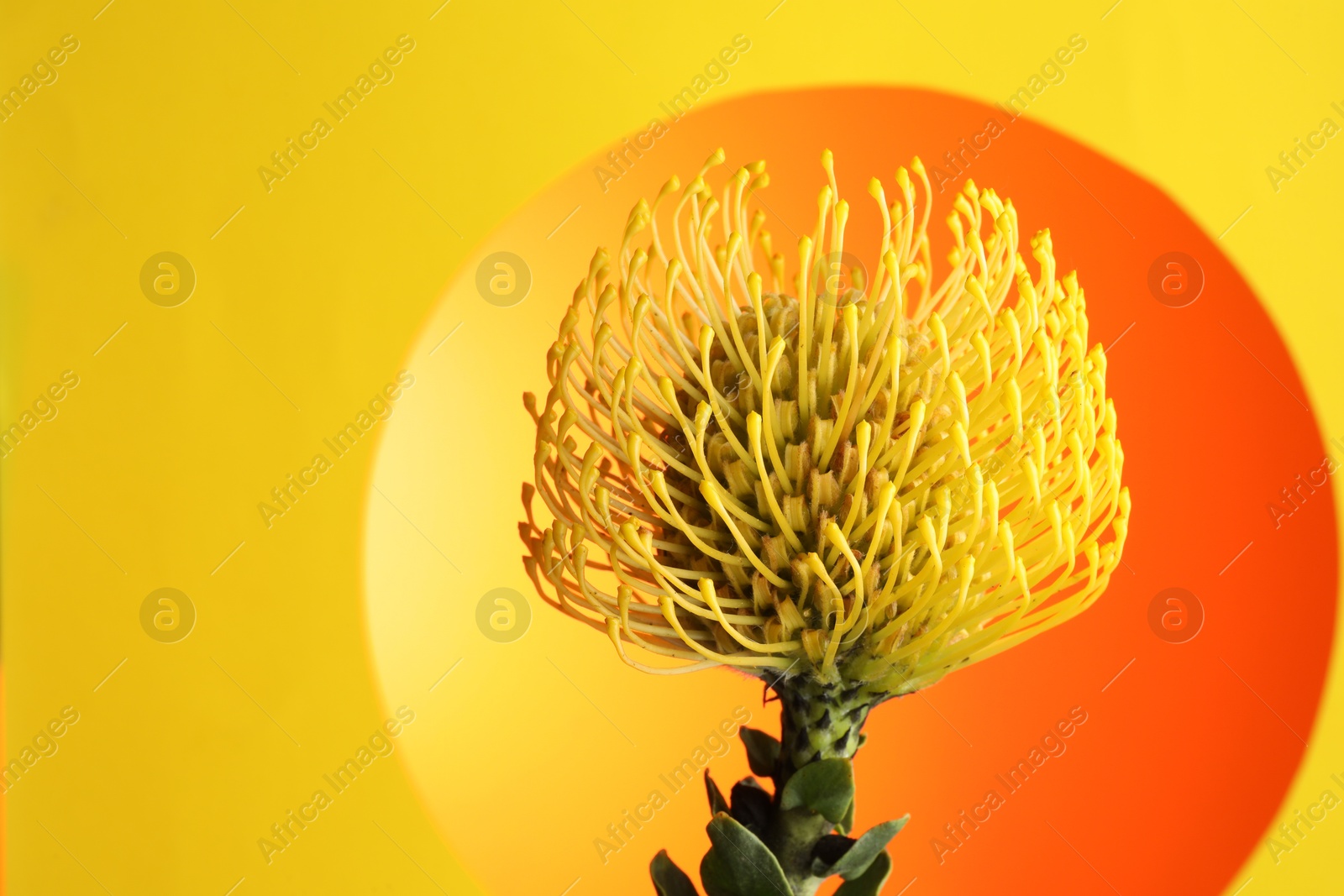 Photo of Beautiful yellow flower on color background, closeup. Space for text