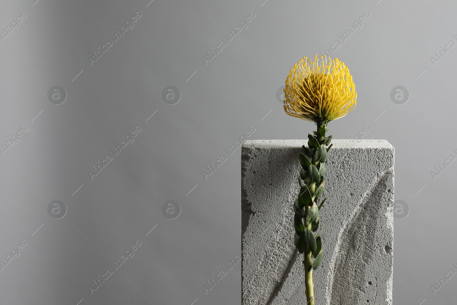 Photo of Beautiful yellow flower near concrete block against light grey background, space for text