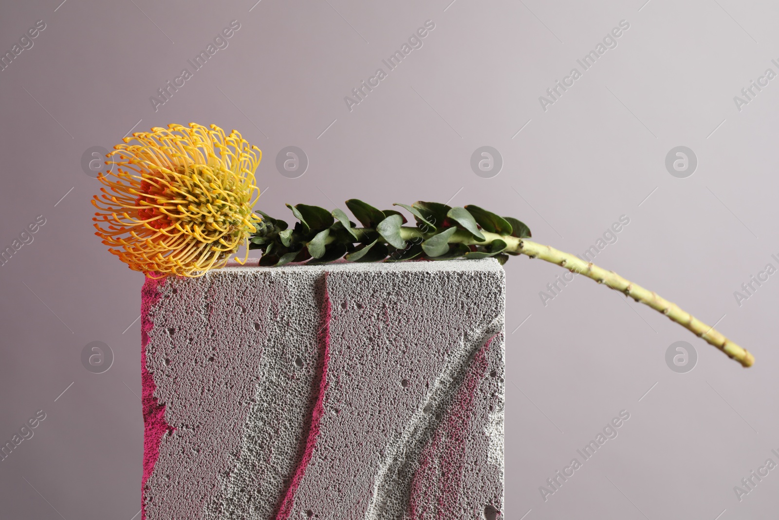 Photo of Beautiful yellow flower on concrete block against light grey background