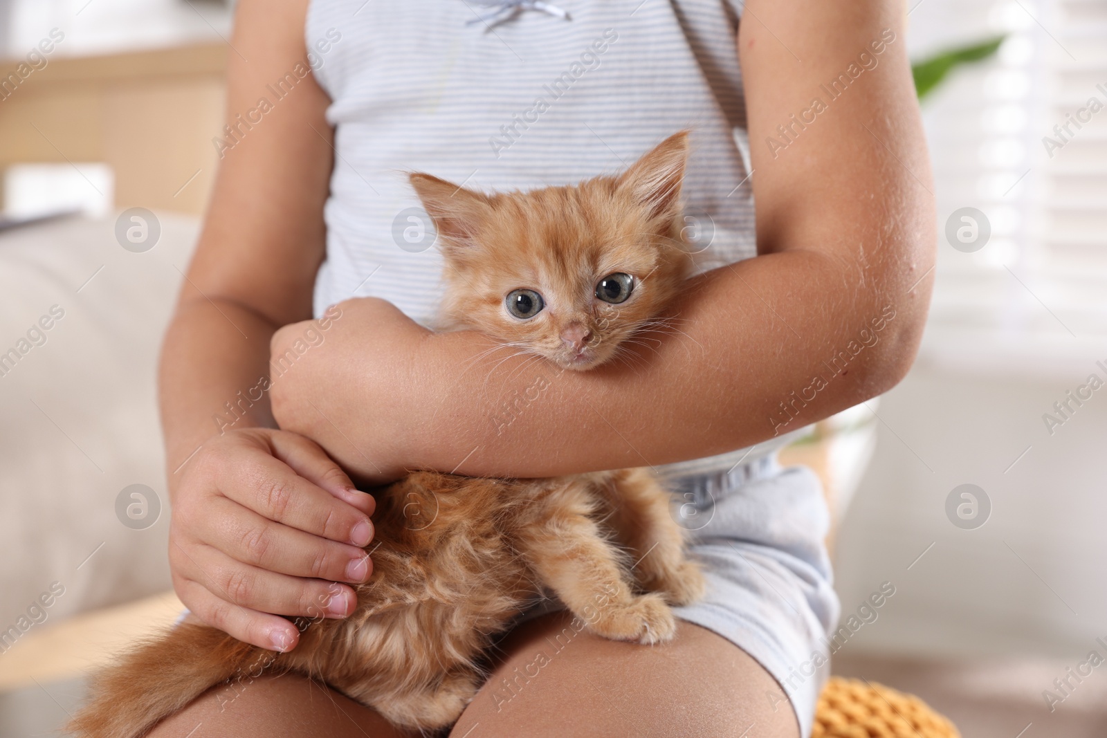 Photo of Child with cute ginger kitten indoors, closeup