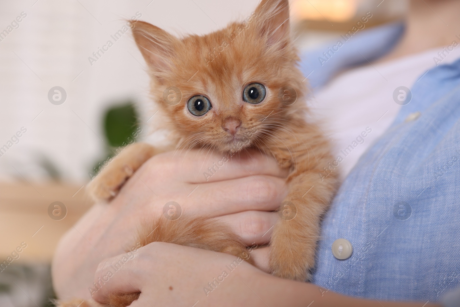 Photo of Teenage boy with his cute ginger kitten indoors, closeup