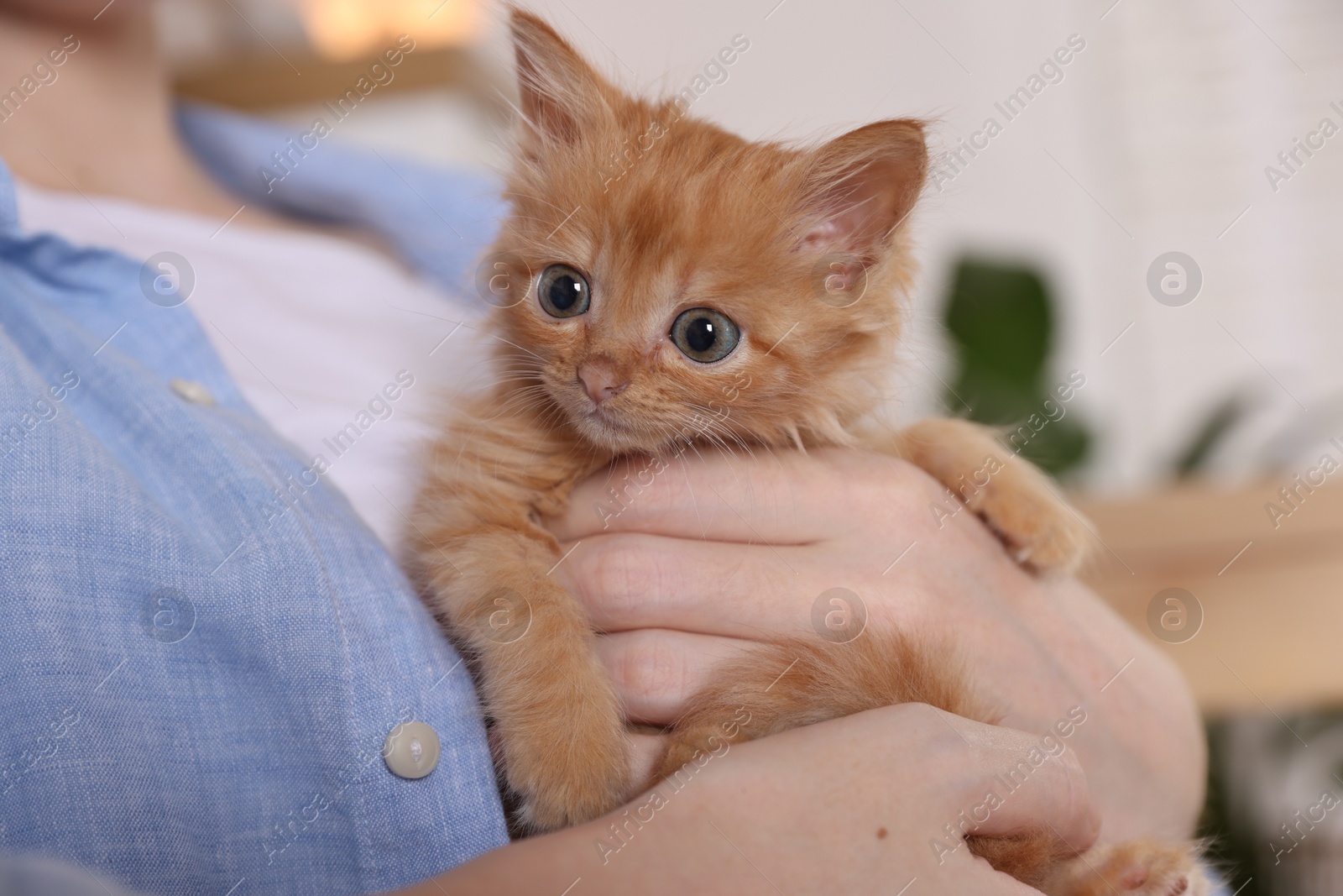 Photo of Teenage boy with his cute ginger kitten indoors, closeup