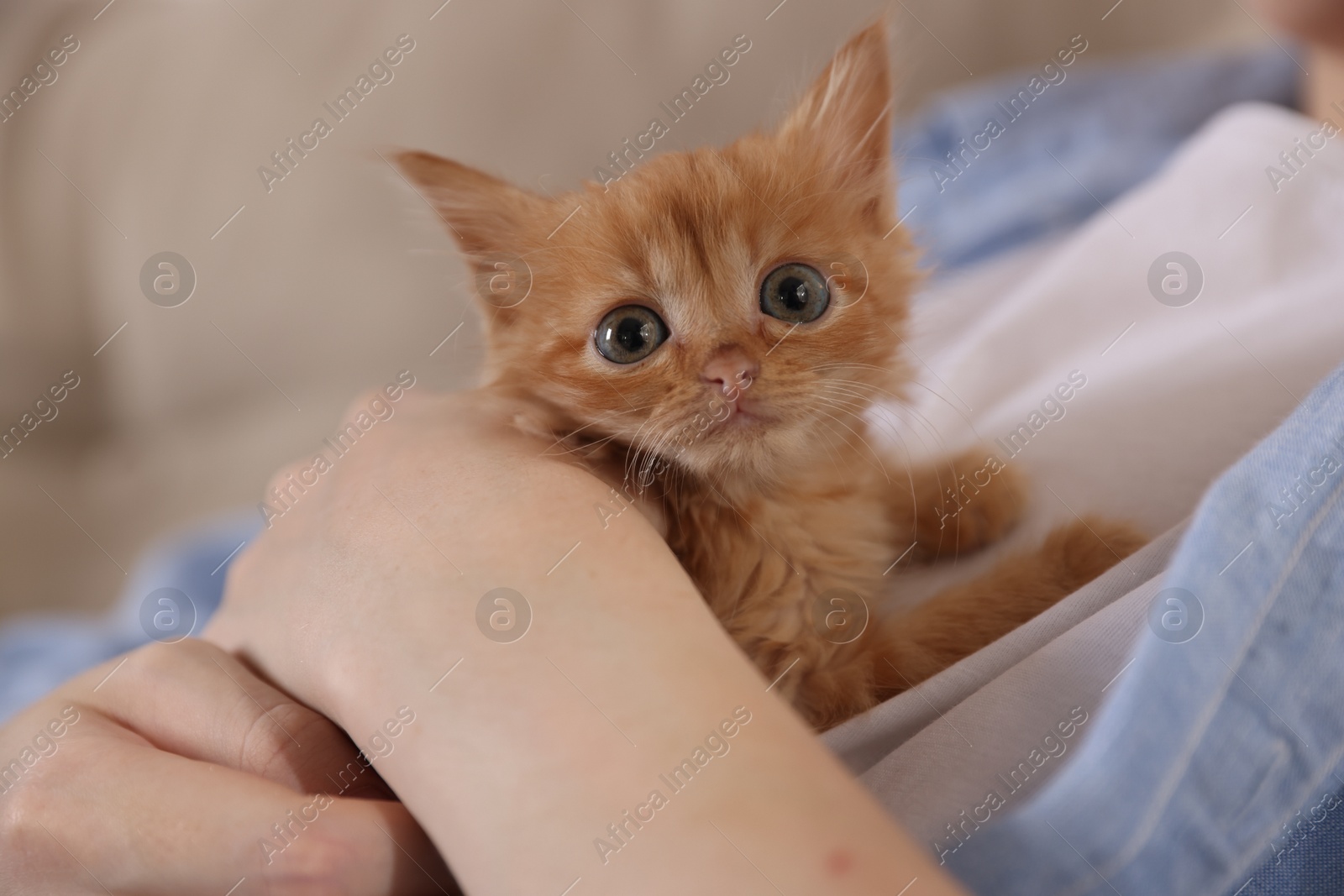 Photo of Teenage boy with his cute ginger kitten indoors, closeup