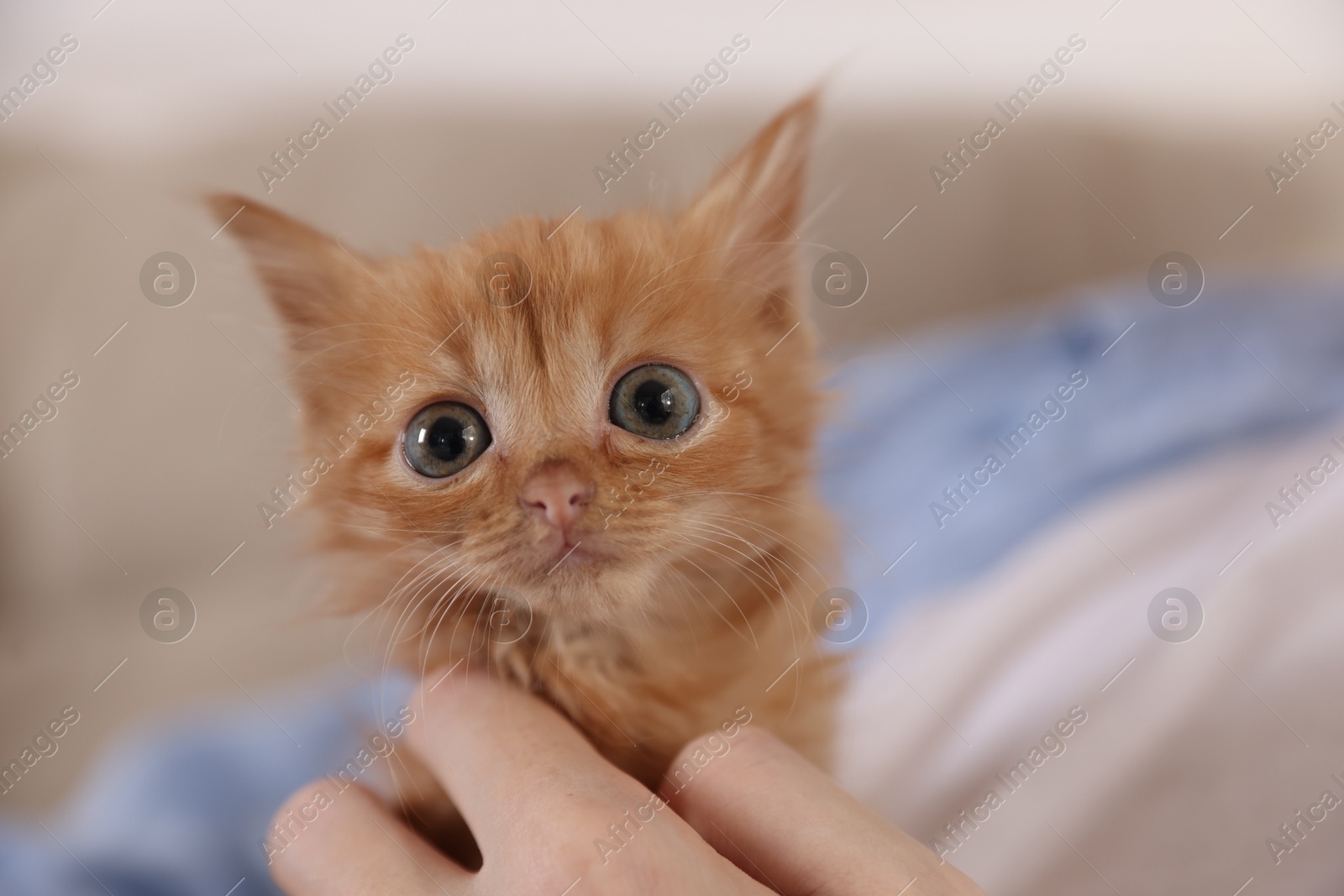 Photo of Teenage boy with his cute ginger kitten indoors, closeup