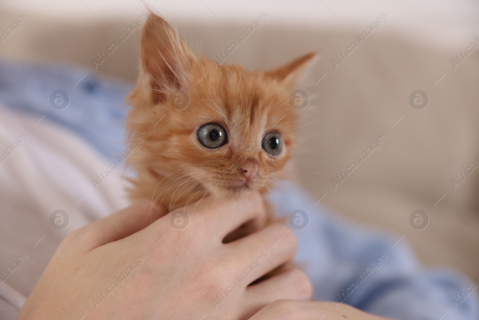 Photo of Teenage boy with his cute ginger kitten indoors, closeup