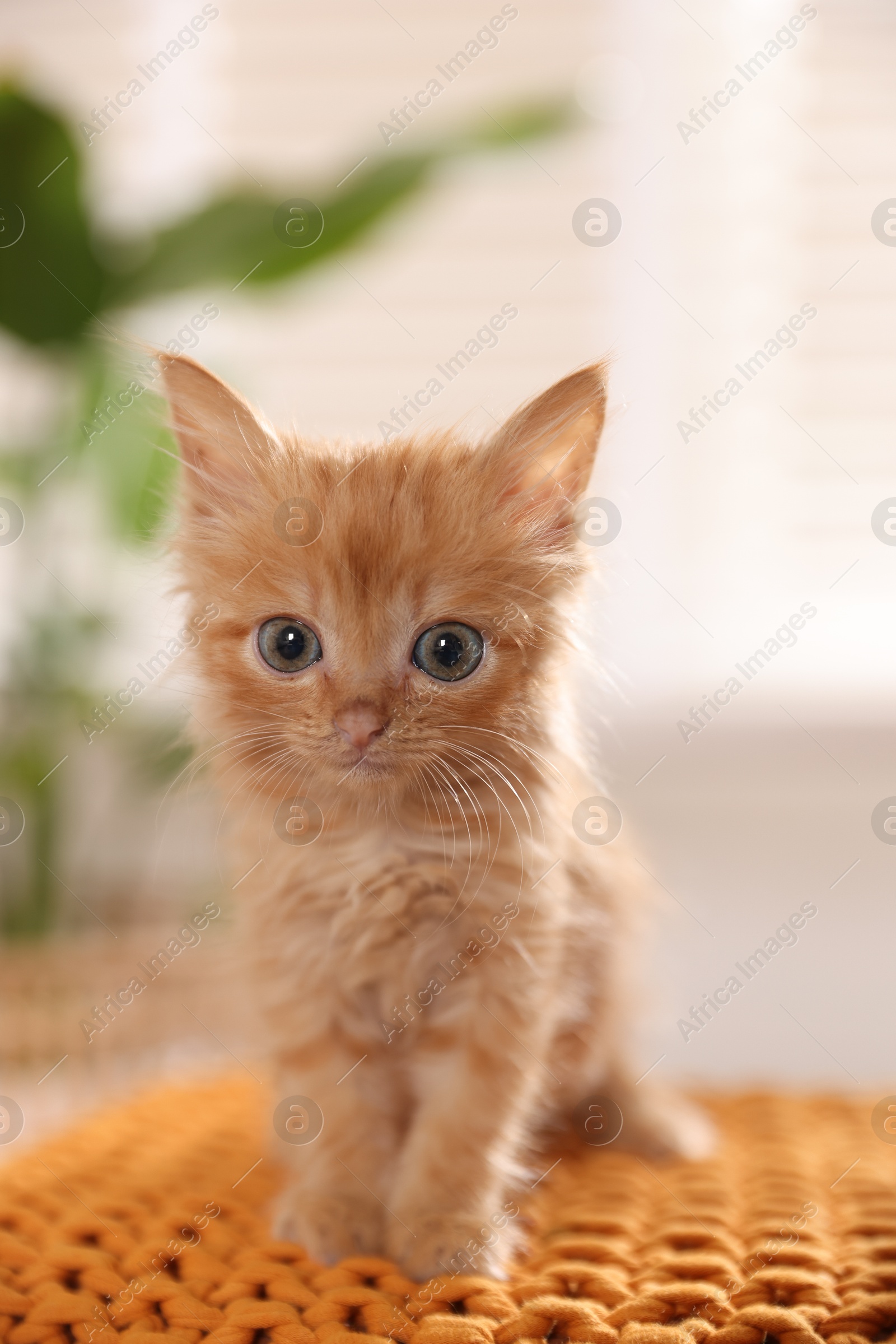 Photo of Adorable ginger kitten on orange blanket indoors