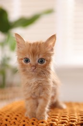 Photo of Adorable ginger kitten on orange blanket indoors