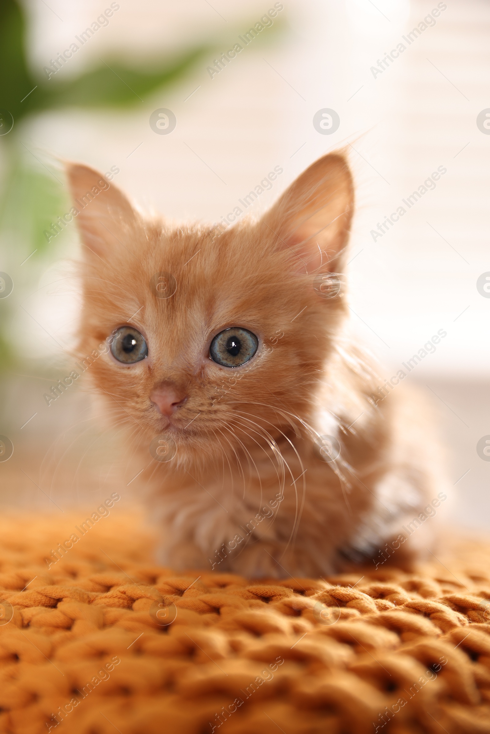 Photo of Adorable ginger kitten on orange blanket indoors