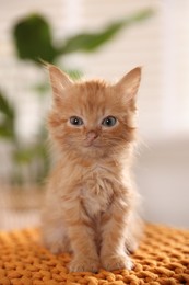 Photo of Adorable ginger kitten on orange blanket indoors