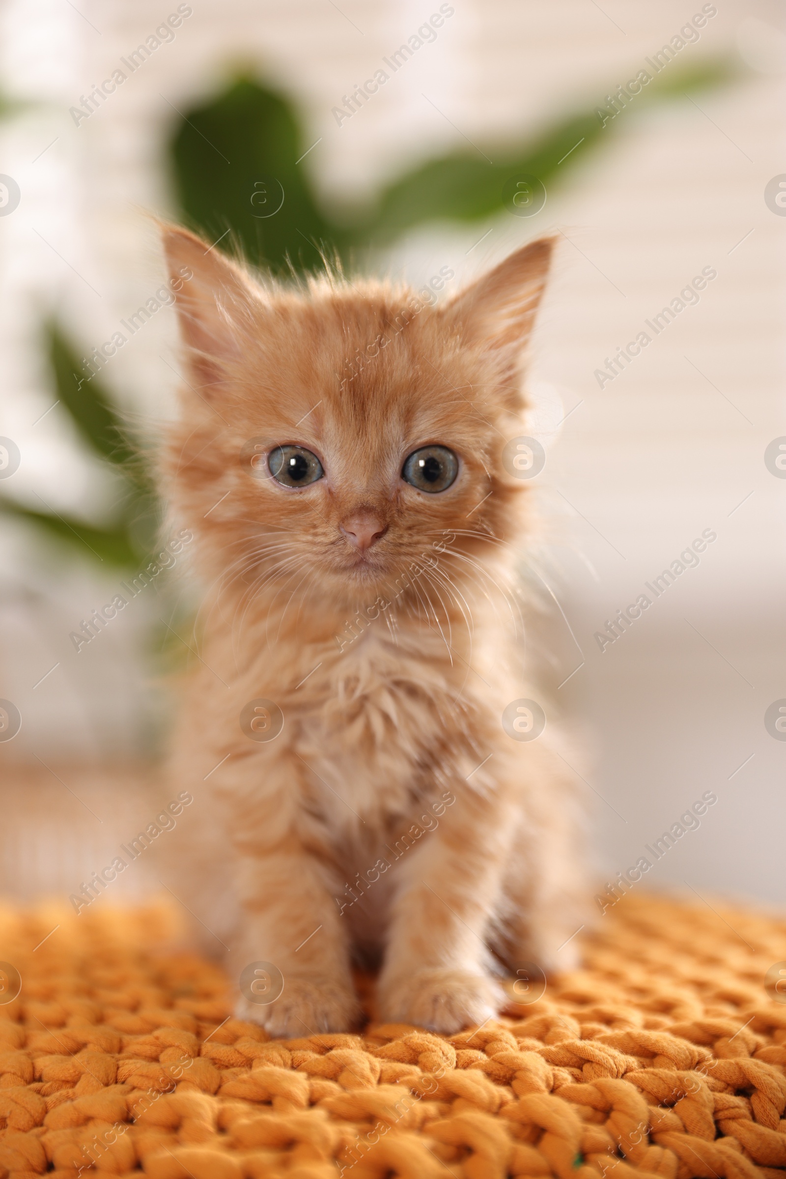 Photo of Adorable ginger kitten on orange blanket indoors