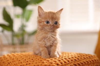 Photo of Adorable ginger kitten on orange blanket indoors