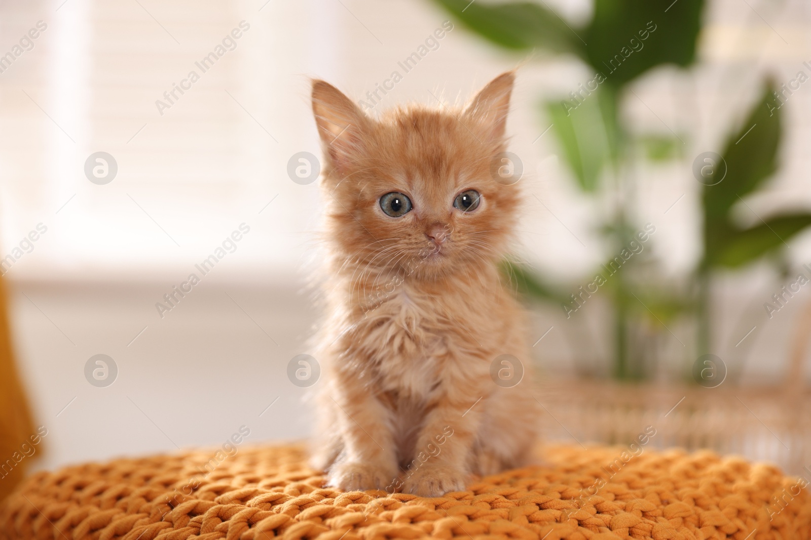 Photo of Adorable ginger kitten on orange blanket indoors