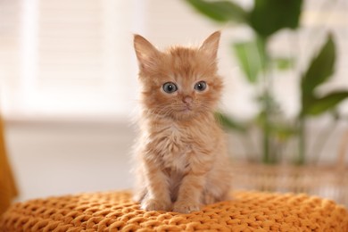 Adorable ginger kitten on orange blanket indoors