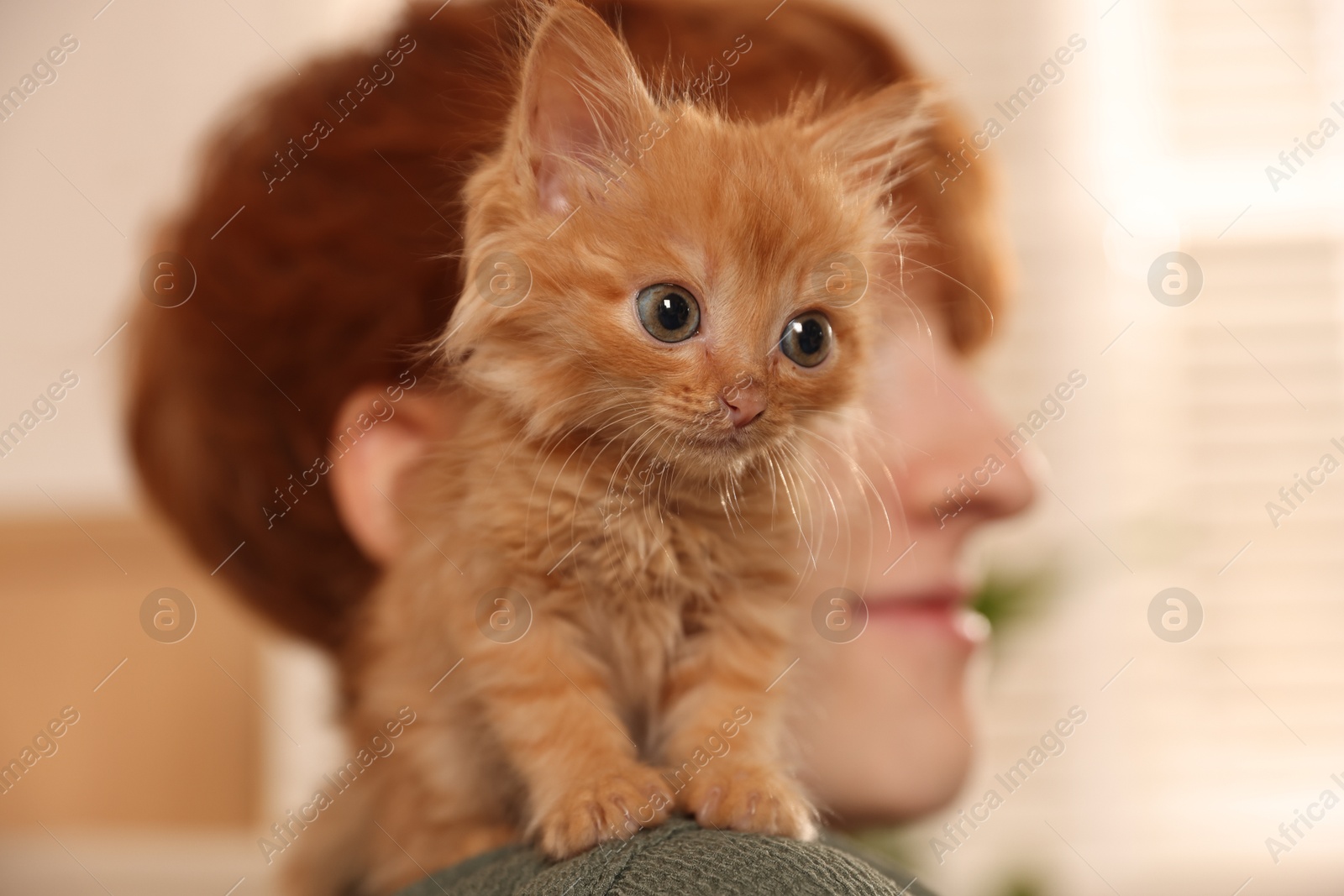 Photo of Redhead teenage boy with cute ginger kitten indoors, selective focus