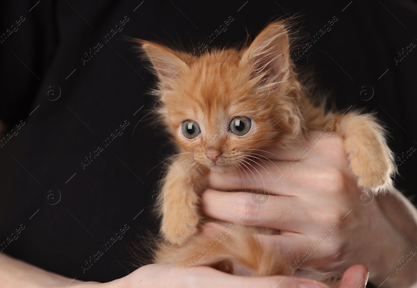 Photo of Teenage boy holding cute ginger kitten on black background, closeup