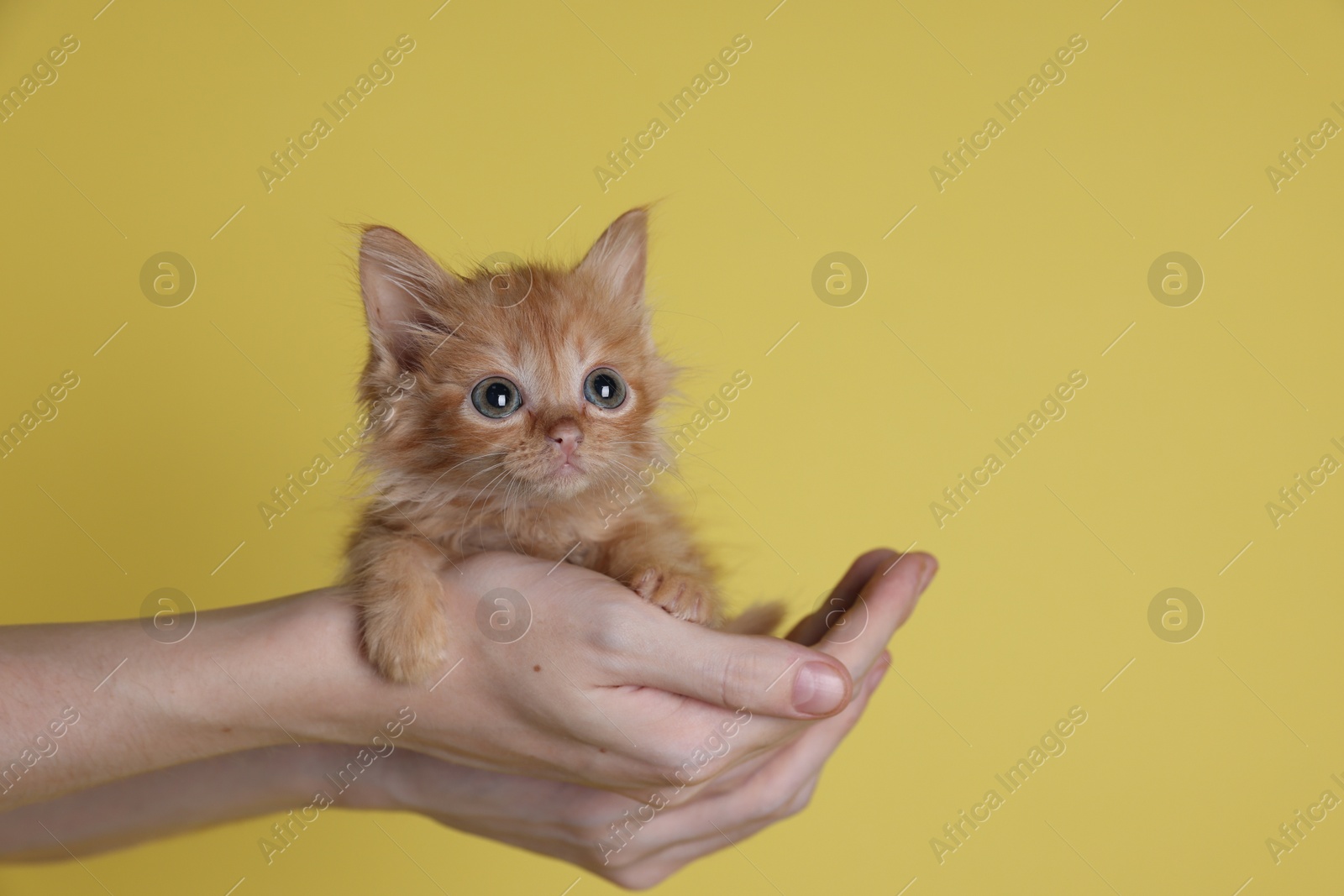 Photo of Teenage boy holding cute ginger kitten on yellow background, closeup. Space for text