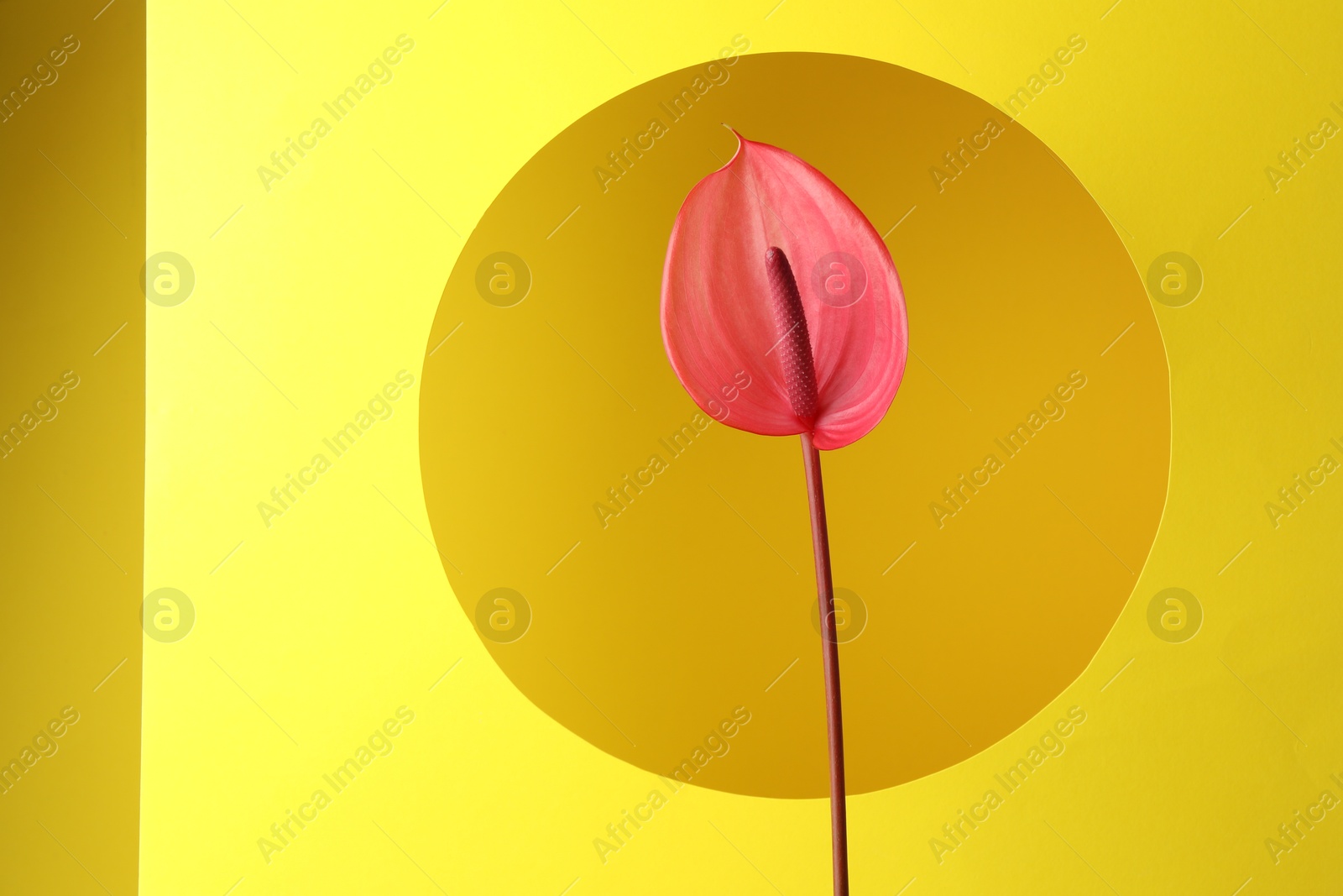 Photo of Beautiful pink tail flower on yellow background, closeup