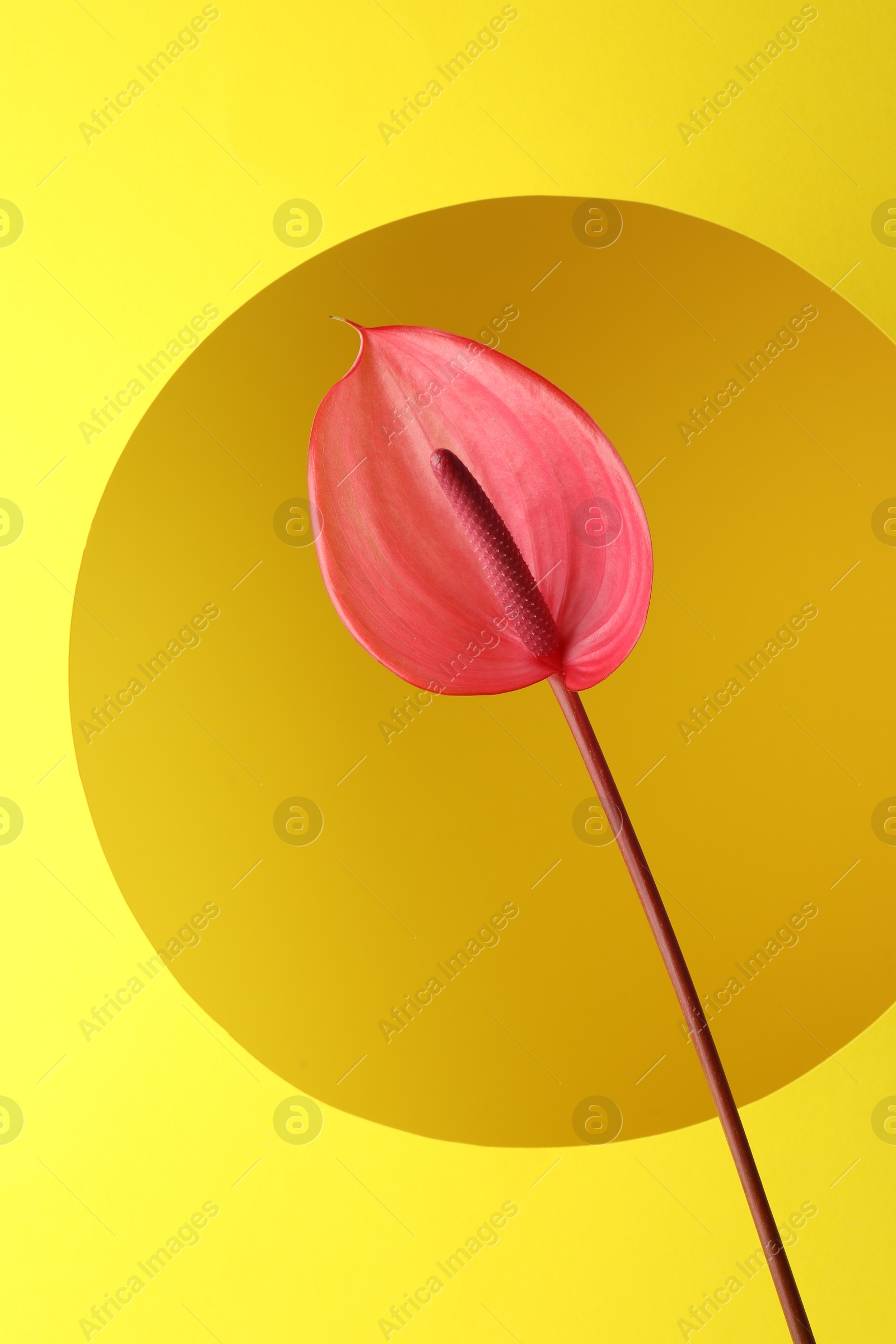 Photo of Beautiful pink tail flower on yellow background, closeup