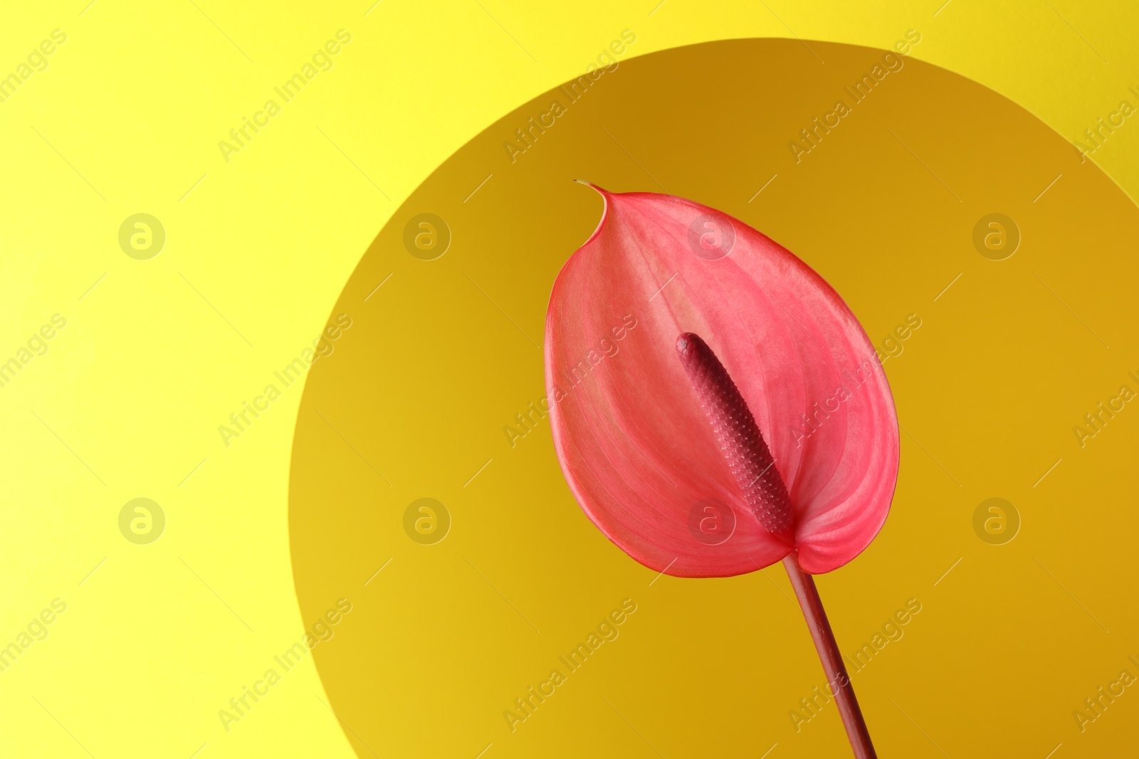 Photo of Beautiful pink tail flower on yellow background, closeup. Space for text