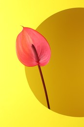 Photo of Beautiful pink tail flower on yellow background, closeup