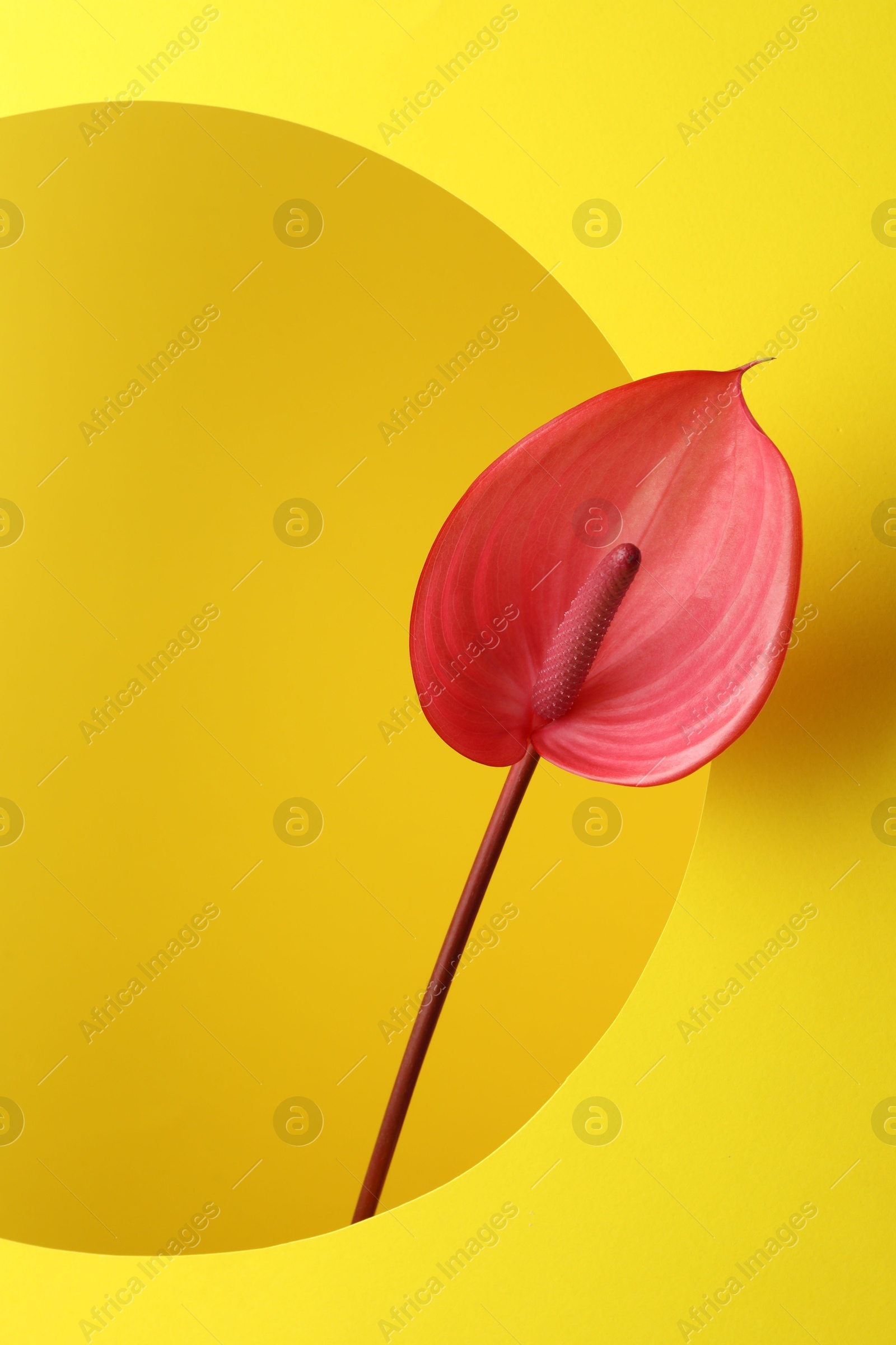 Photo of Beautiful pink tail flower on yellow background, closeup